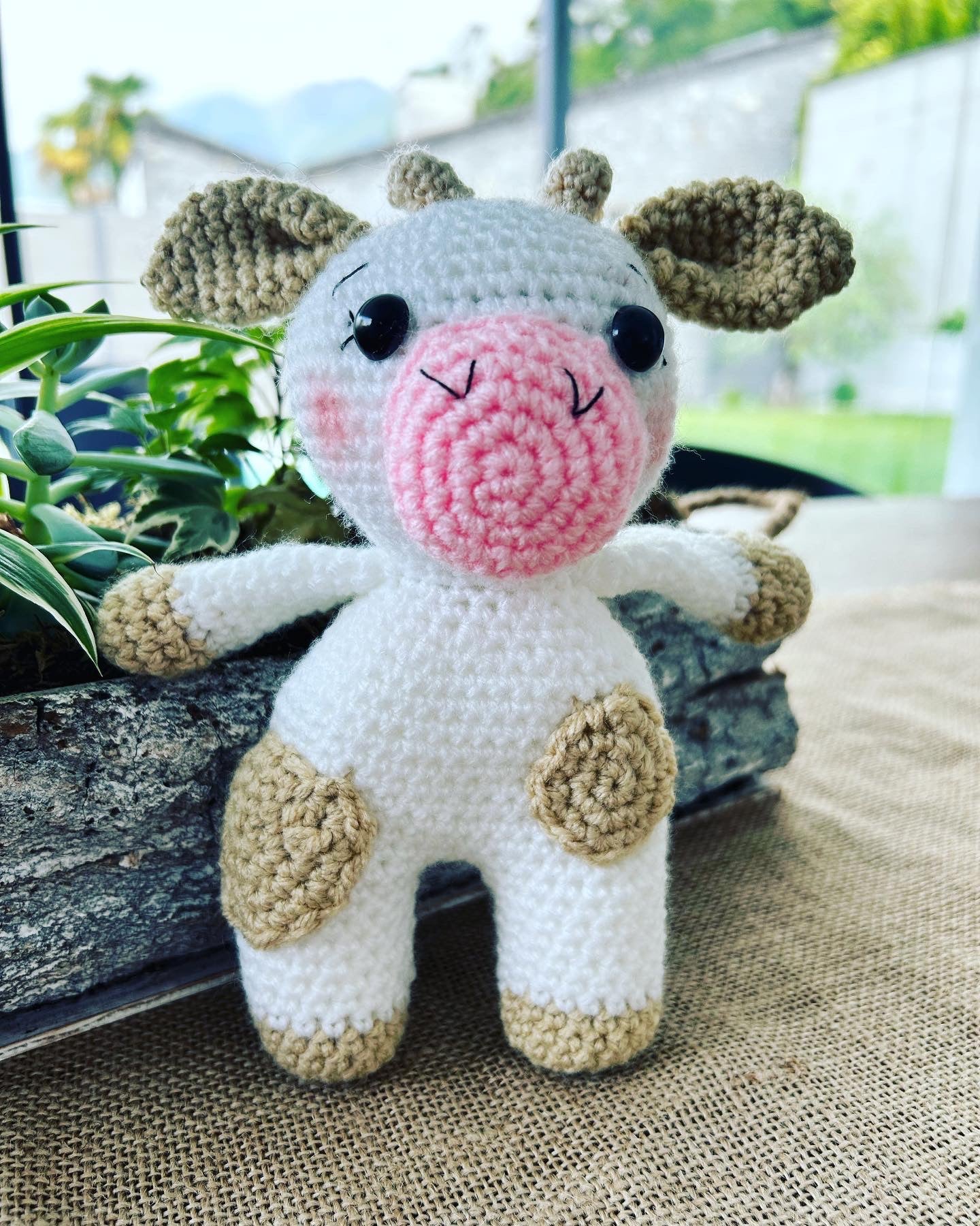 Mucca